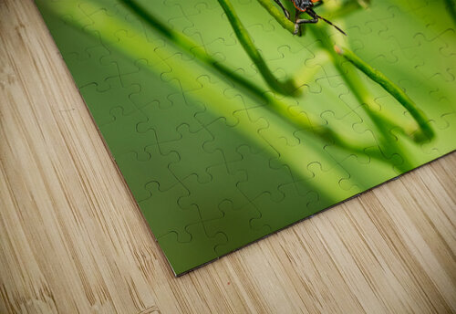 Firebug  on a Flower caladoart puzzle