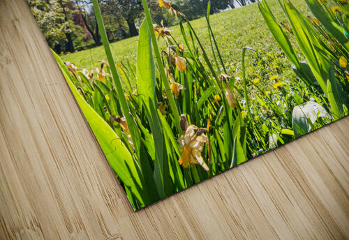 Tulips caladoart puzzle