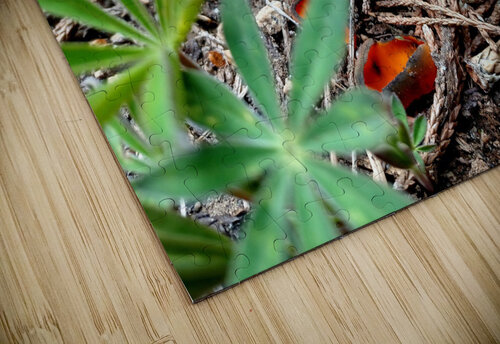 Sequoia Fungi  Anitra K Acuna puzzle