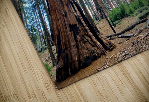Sequoia and Kings Canyon National Park  Anitra K Acuna puzzle