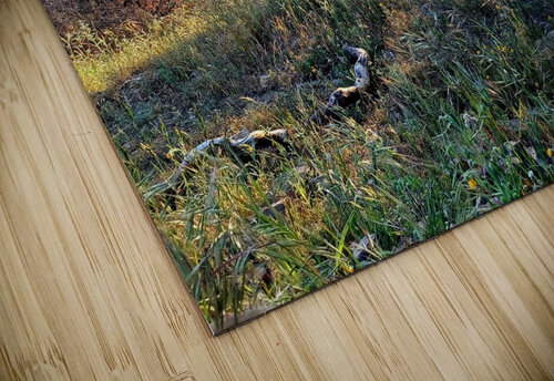 Hwy 198 Sequoia and Kings Canyon National Park  Anitra K Acuna puzzle