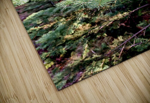 Inside a baby giant tree Anitra K Acuna puzzle