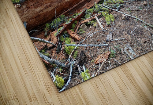Moss Anitra K Acuna puzzle