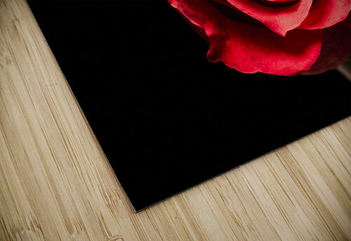 Red rose flower isolated on black background Philippe Lejeanvre puzzle