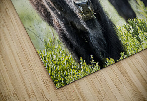 Grazing Susan Diann Photography puzzle