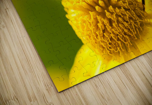 Mining bee on a yellow flower Philippe Lejeanvre puzzle