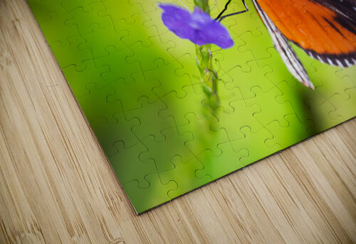 Butterfly taking pollen from a flower Philippe Lejeanvre puzzle