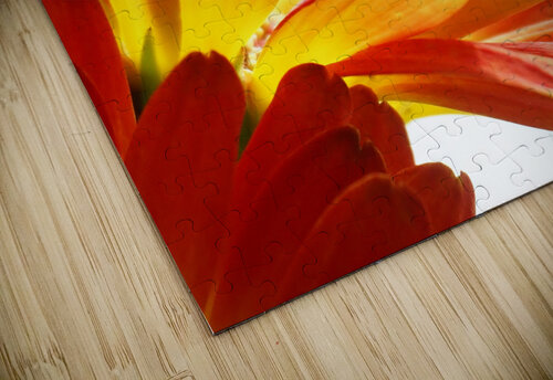 Daisy Petals H20colorartist puzzle