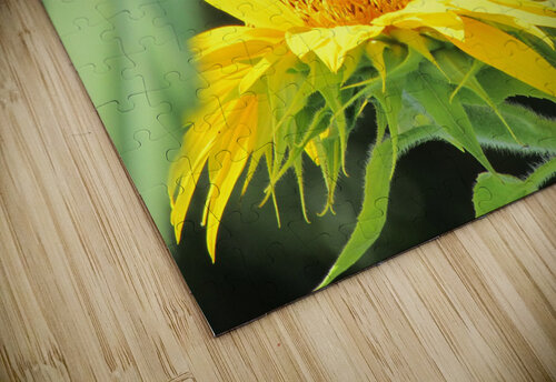 Sunflower Butterfly H20colorartist puzzle