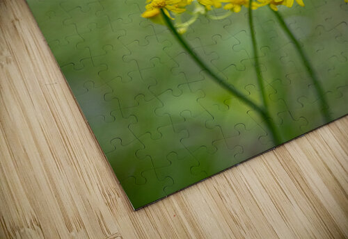 2022 May 11 SmRagwort01 Robert Decker puzzle