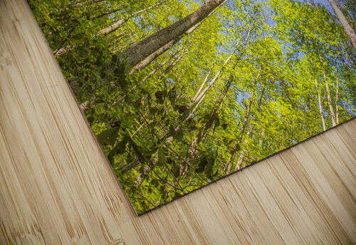 2022 April 17 Canopy01 Robert Decker puzzle