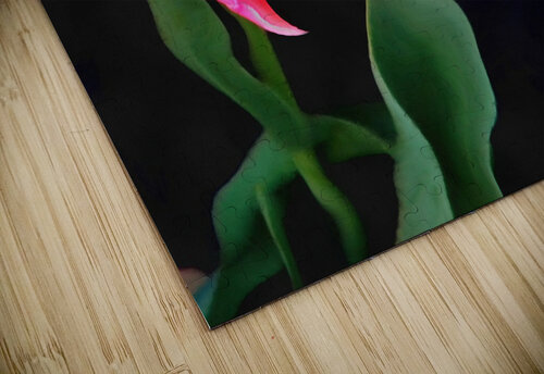 n 00002  The Tulip Judi Barnett puzzle