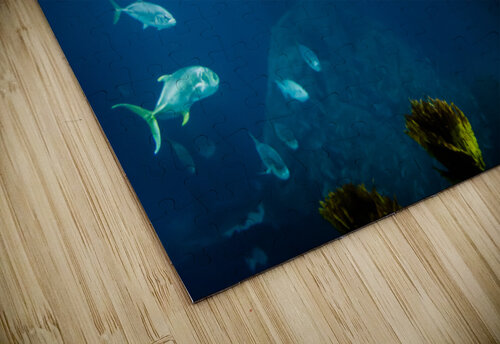 Manta Ray   Lisbon oceanarium Philippe Lejeanvre puzzle
