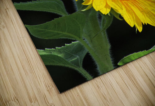 Sunflower H20colorartist puzzle