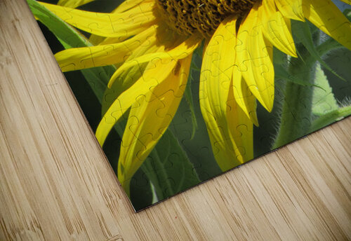 Sunflower pollinator H20colorartist puzzle