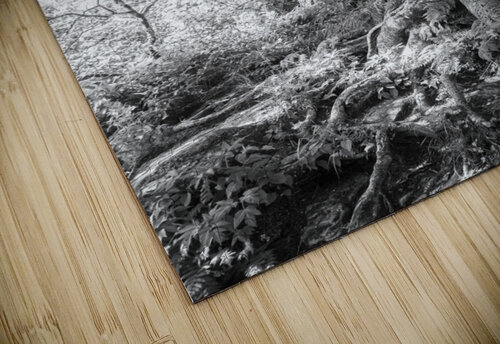 2022 June 20 CraggyTree01 Robert Decker puzzle