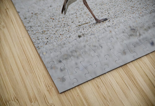 2022 June 10 WilsnPlvr01 Robert Decker puzzle