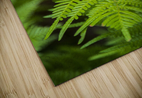 2022 May 22 Fern01 Robert Decker puzzle
