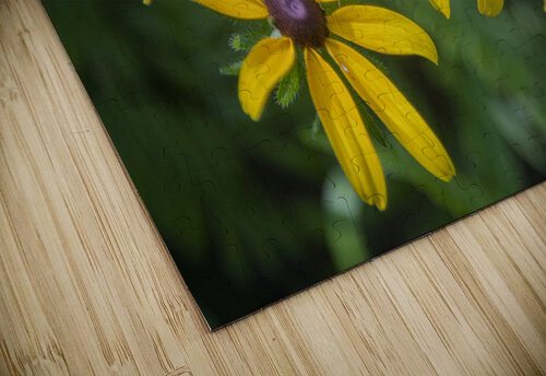2022 May 29 BlackeyedSusan02 Robert Decker puzzle