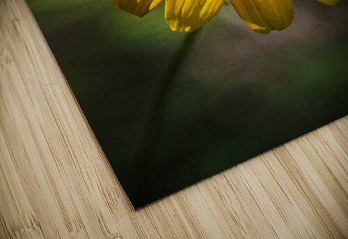 2022 May 29 BlackeyedSusan01 Robert Decker puzzle