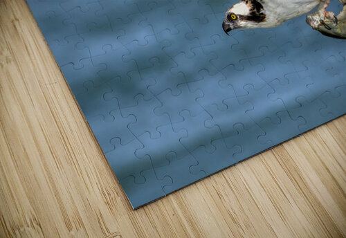 Osprey & Pompano Ercan Ekinci puzzle