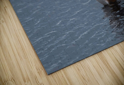 Hooded Merganser  Ercan Ekinci puzzle