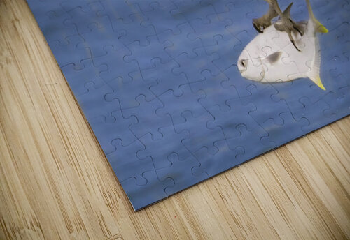 Osprey & Pompano Ercan Ekinci puzzle