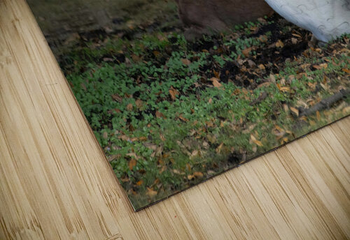 Cypress Forest Florida  Ercan Ekinci puzzle