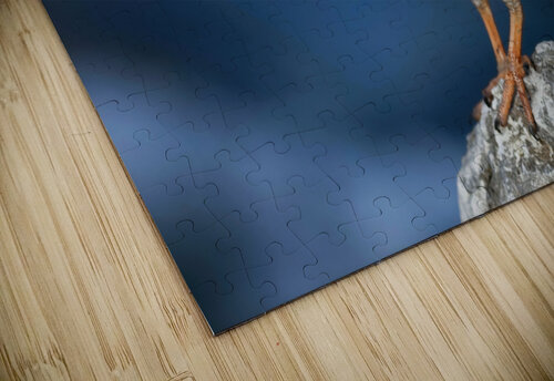 Sanderling Resting  Ercan Ekinci puzzle