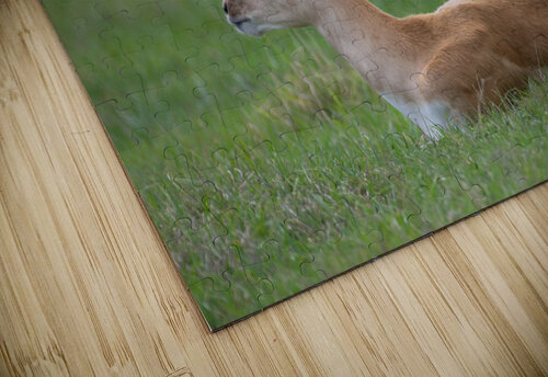  ANTILOPE Ercan Ekinci puzzle