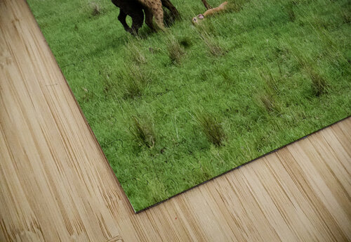 Infighting Alice Veronique puzzle