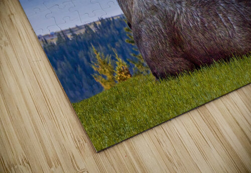Contemplating Moose Dave Veith puzzle