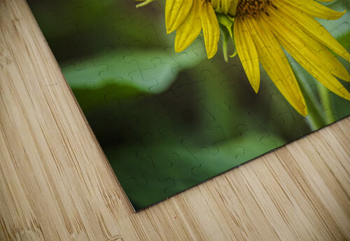 2022 July 15 Sunflower01 Robert Decker puzzle