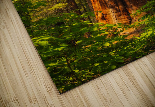 Towering Giant Sequoia Tree  Mariposa Groves Abigail Diane Photography puzzle