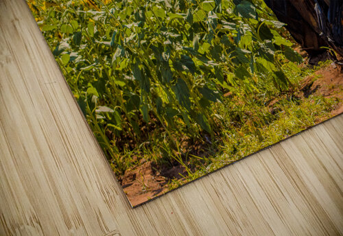 Sunflower Field Susan Diann Photography puzzle