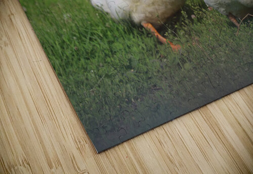 Feathered Ducks Bill Neff puzzle