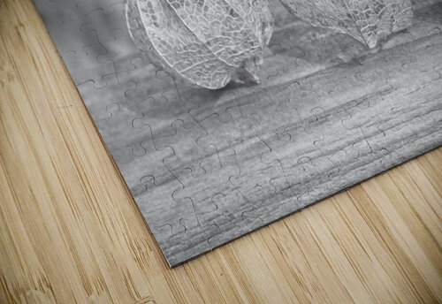 Ground Cherry Physalis Skeleton Triplets in Black and White Iris H Richardson puzzle
