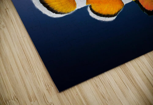 Clown Fish Sezal puzzle