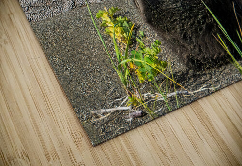 Lake Clark Bear Cub Playing with Leaves  Kara Capaldo Photography puzzle