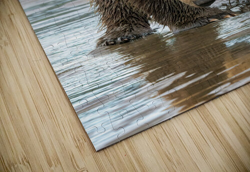 Lake Clark Bear Digging for Clams Reflection Kara Capaldo Photography puzzle
