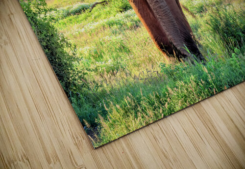 Elephant Kilomangero Kara Capaldo Photography puzzle