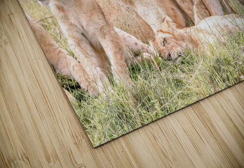 Kenya Lion Family Snuggling Kara Capaldo Photography puzzle