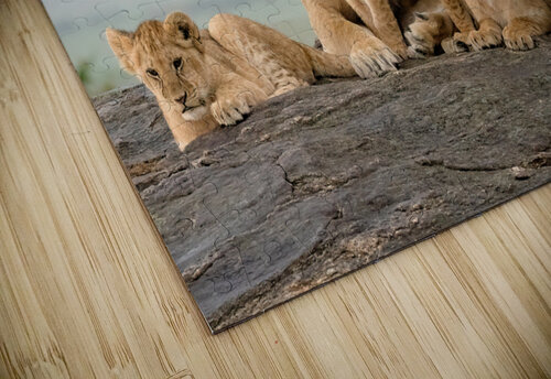 Lion Family on Rock Kara Capaldo Photography puzzle