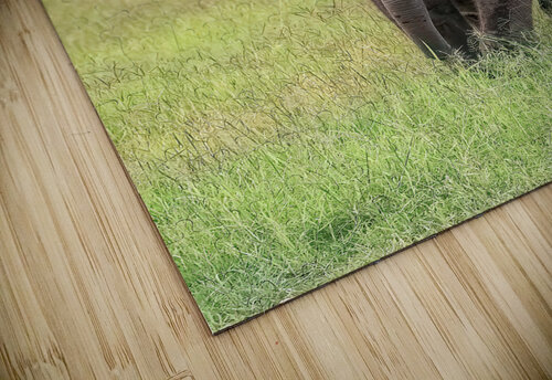 Baby Elephant Big Ears Kara Capaldo Photography puzzle