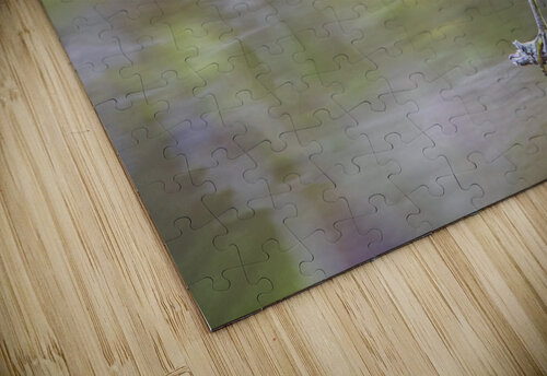2022 Sept 27 TricoloredHeron01 Robert Decker puzzle