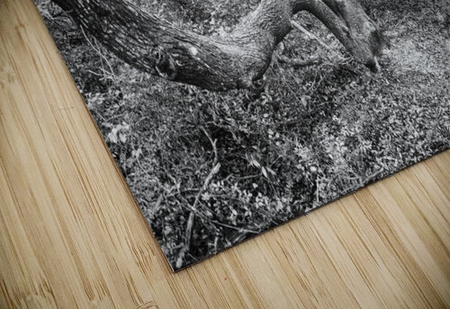 2022 Sept 27 ElliotCouesTrl05 Robert Decker puzzle
