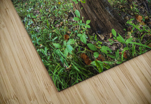 2022 Sept 18 ForestScene01 Robert Decker puzzle