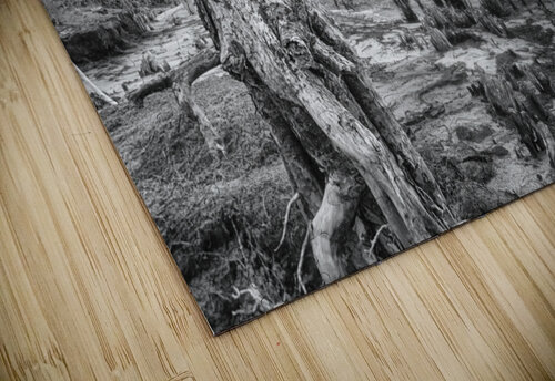 2022 Aug 19 CedarIsleShoreline01 Robert Decker puzzle