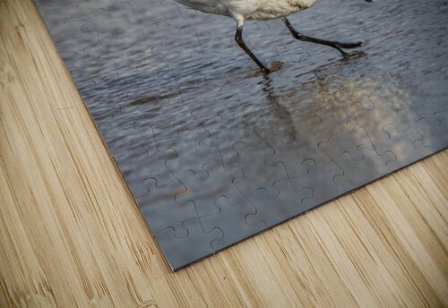 2022 Aug 30 Sanderling01 Robert Decker puzzle