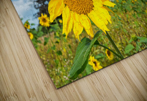 Windmill Garden caladoart puzzle